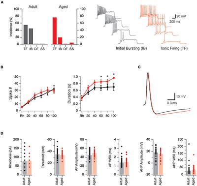 Altered Intrinsic Properties and Inhibitory Connectivity in Aged Parvalbumin-Expressing Dorsal Horn Neurons